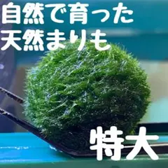 みみずきん☆捨離中です！様 リクエスト 3点 まとめ商品