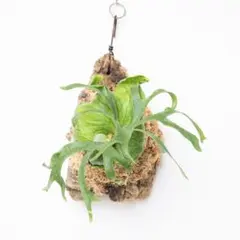 コロナリウム フィリピネス コルク付け コロナリウム フィリピネス コルク付け コロナリウム フィリピネス