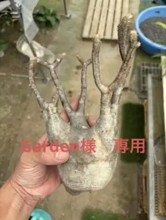 パキポディウム　グラキリス現地球発根後1年経過（鉢　沼野秀章） 2025年最新】グラキリス 現地球の人気アイテム - メルカリ