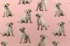 【ゆきちゃん限定】X2129-2 ラブラドールレトリバー 子犬 ピンク 布 1m