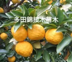 【傷少なめ】自然栽培ゆず　２㎏ 傷少なめ】自然栽培ゆず 2㎏ - メルカリ