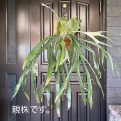 P.alcicorne Madagascar pupバッセイビカクシダ 大株 - メルカリ
