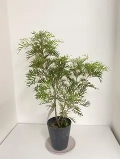 【希少】バンクシア ヌタンス　オージープランツ 希少】バンクシア ヌタンス オージープランツ - メルカリ