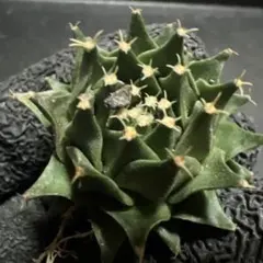 ダイアン☆プロフ必読様 リクエスト 2点 まとめ商品