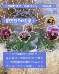 寄せ植え　花✨ナラフラ公認SHOP記念✨ラスト1お嫁ちゃん✨プチミニョン✨小輪系