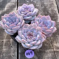 NEW❗️067多肉エケベリア　パープルクリスタル　抜き苗数量限定品　4苗セット❣️