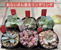 2026年最新】おらいさん苗の人気アイテム - メルカリ