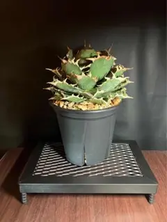 観葉植物用 多肉 アガベ 塊根植物 【2個セット】アイアン植物台座 アイアン植物台座 観葉植物用 多肉 アガベ 塊根植物 マットブラック スチールラック・メタルラック
