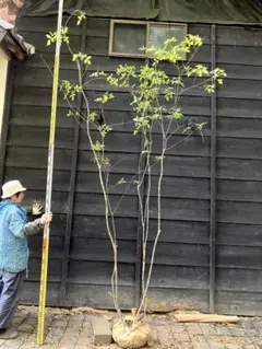2025年最新】アオダモ 山採りの人気アイテム - メルカリ