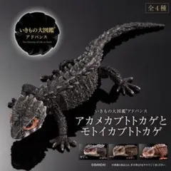 いきもの大図鑑アドバンス アカメカブトトカゲブラック フィギュアのサムネイル