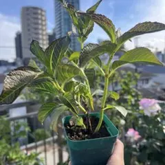 おかこ様専用出品です❁⃘*.゜