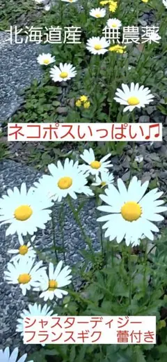 2026年最新】ジェシー苗の人気アイテム - メルカリ