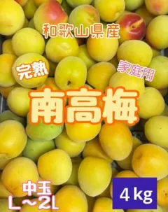 和歌山県産 紀州南高梅 減農薬 かなり訳あり 大きめ4L〜2L 箱込み10