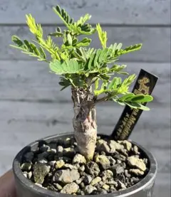センナ メリディオナリス 鉢ごと発送 - メルカリ