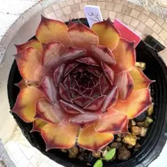多肉植物　センペルビウム　ブラウアーリッター　No.50【緑】 多肉植物 センペルビウム ブラウアーリッター No.50【緑】 - メルカリ