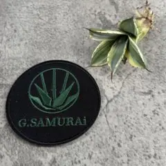 メルカリ便発送‼︎　パリー　オリザバ　鉢付き発送‼︎ メルカリ便発送‼︎ パリー オリザバ 鉢付き発送‼︎