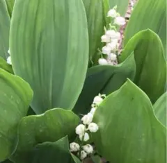 Woo様 リクエスト 3点 まとめ商品