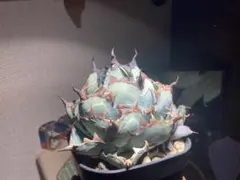 2025年最新】悪魔BB アガベの人気アイテム - メルカリ