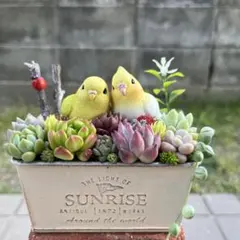♡そのまま飾れる♡仲良しインコちゃん♬可愛い多肉植物寄せ植え╰(*´︶`*)╯♡