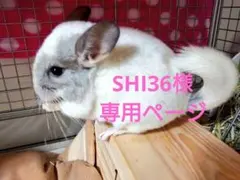 SHI36様専用ページ