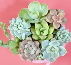 36. 多肉植物 カット苗セット 寄せ植え 詰め放題のサムネイル