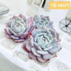 ウォングム農場◎ホワイトスノー◎多肉植物 カット苗 輸入苗