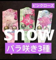 デンマークカクタス　シャコバサボテン バラ咲き ピンクローズ　抜き苗のサムネイル