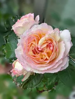 バラ苗 薔薇 さし木苗 ER廃盤品種 中大輪 超強香 四季咲き 匿名発送