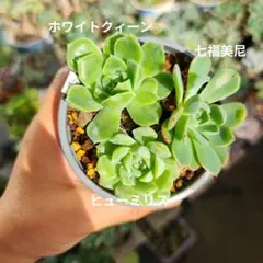 ホワイトクィーン　ヒューミリス　七福美尼　全部抜きのサムネイル