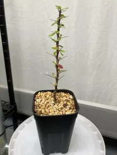 2025年最新】ファシクラータの人気アイテム - メルカリ