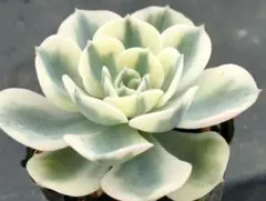 じぇむ様 リクエスト 2点 まとめ商品