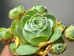 2026年最新】観葉植物 アエオニウムの人気アイテム - メルカリ