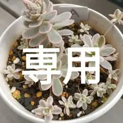 ✨子持ち睡蓮錦✨ ピンク斑  抜き苗 子持ち蓮華錦の基本情報・育て方｜多肉植物・サボテン図鑑