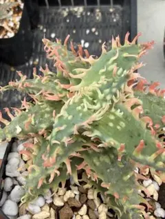 アロエ ハイブリッド“Lion king”Aloe hybrid 子株 第四種 - メルカリ