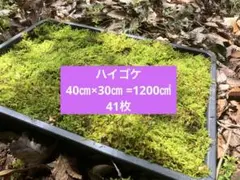 苔 ハイゴケ 送料込み 40㎝✖︎30㎝ 砂ゴケ - メルカリ