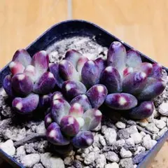 多肉植物 ⭐️ロンギフォリウム⭐️韓国苗育成 抜き苗 e190