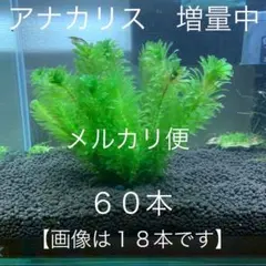 すべて穂先付き国産アナカリス 15cm前後 60本 お値引き中 メルカリ便発送のサムネイル