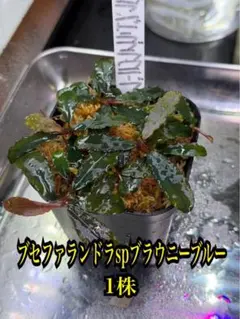 ◇特◇ブセファランドラSP.クダガン（良株） #ブセさかな屋 水草