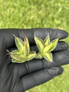 2025年最新】アガベ ホリダ 黄中斑の人気アイテム - メルカリ