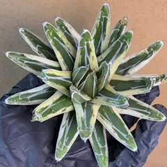 2026年最新】サンキング アガベの人気アイテム - メルカリ