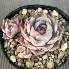 sato ☻︎様 リクエスト 3点 まとめ商品