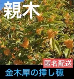 岐阜県産、自然栽培、 無消毒、桂花、金木犀 カット枝、挿木用 4本、メルカリ便