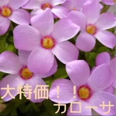 ☆レア☆オキザリス　カローサ　球根　大5個　Callosaのサムネイル