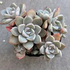 さちこ様 リクエスト 2点 まとめ商品