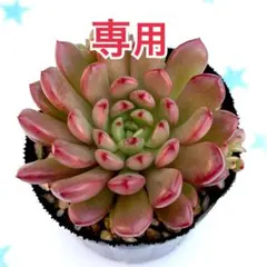 えみれん様専用