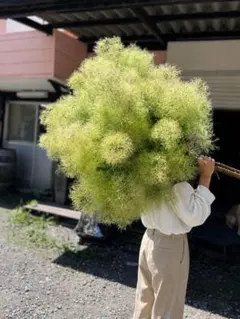 ①スモークツリー　マロンホワイト　6号寸　80cm程度 ①スモークツリー マロンホワイト 6号寸 80cm程度 - メルカリ