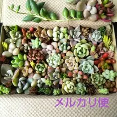 ⑧ 多肉植物セダム 多肉弁当 カット苗セット 詰め合わせ (中)
