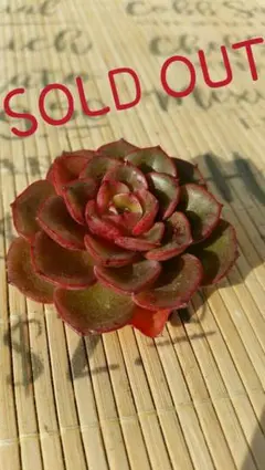 Fantasia clair (韓国苗)割引対象商品☆