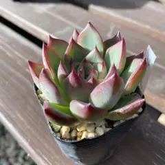 2025年最新】多肉植物の葉挿しの人気アイテム - メルカリ