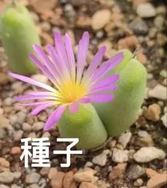 最新種子 コノフィツム オブコルデルム 種子22種類 10粒ずつセット